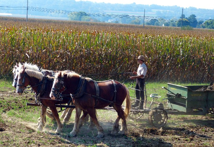 Work Horses